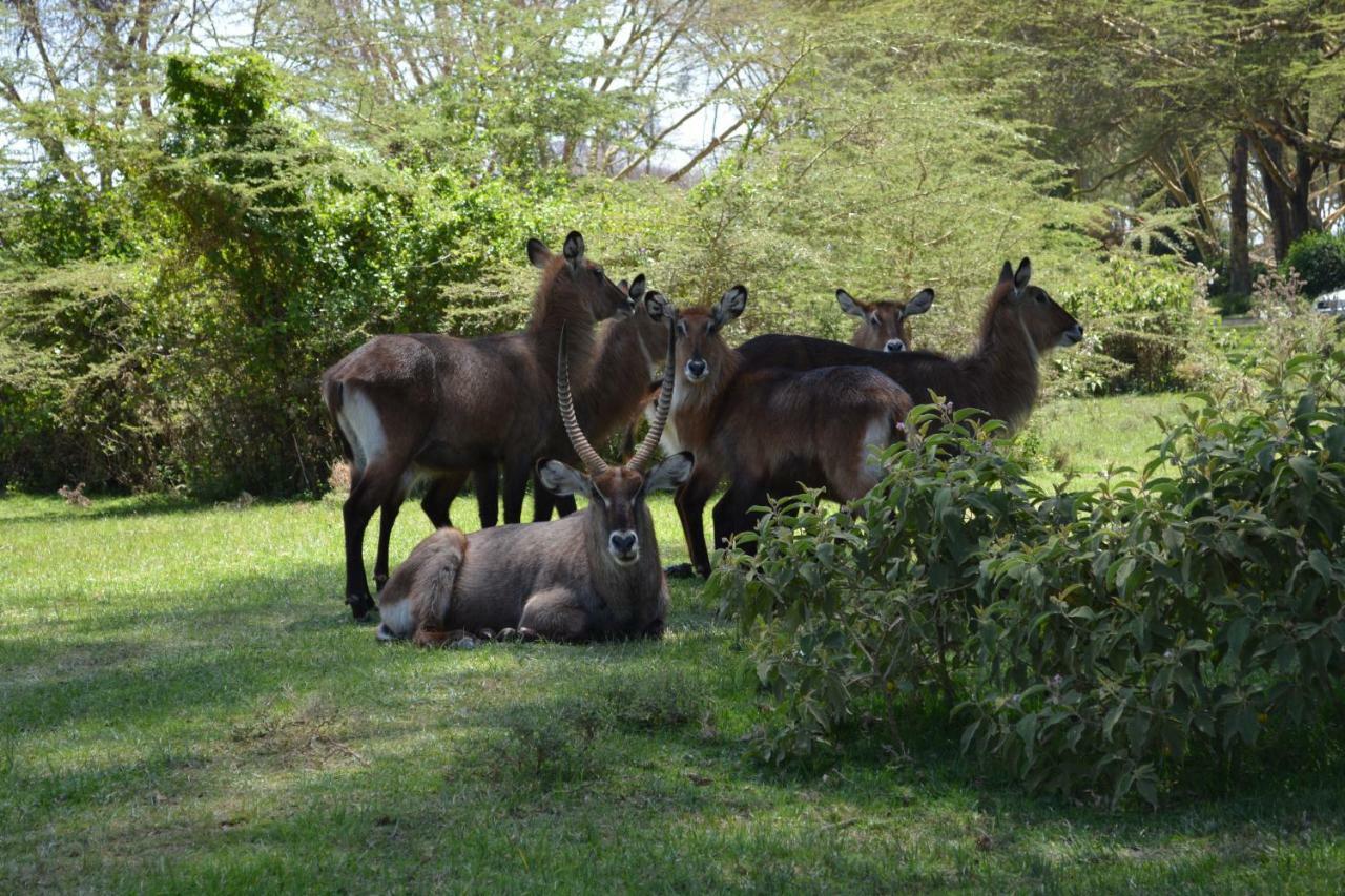 Lake Naivasha Crescent Camp Экстерьер фото